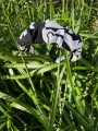 Opaska MARSZCZONA panda