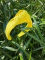Opaska SUPEŁ yellow